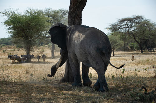 Elefant _DSC7747.jpg