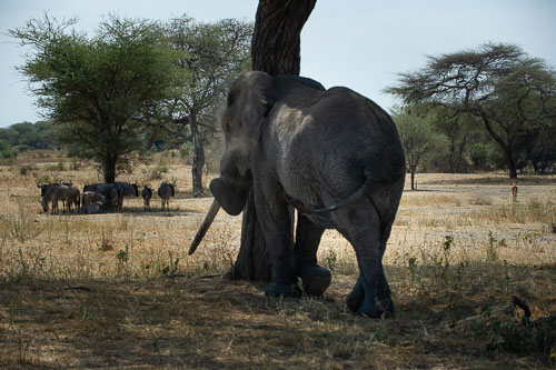 Elefant _DSC7748.jpg