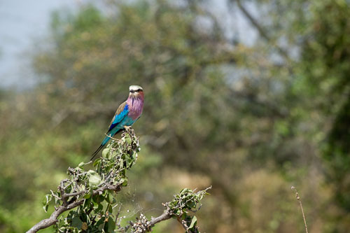 Lilac breasted roller (Gabelracke) _DSC7756-180802-2423.jpg