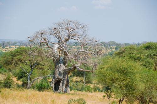 Baobab _DSC7762.jpg