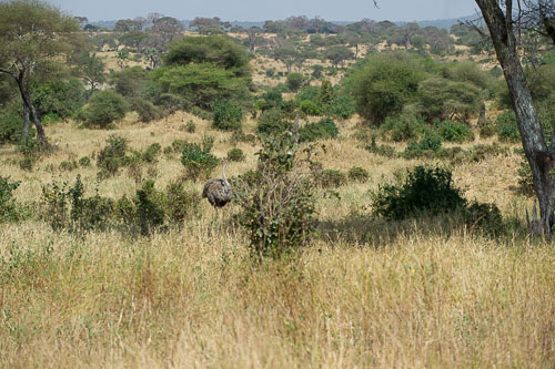 Common Ostrich (female) _DSC7765.jpg