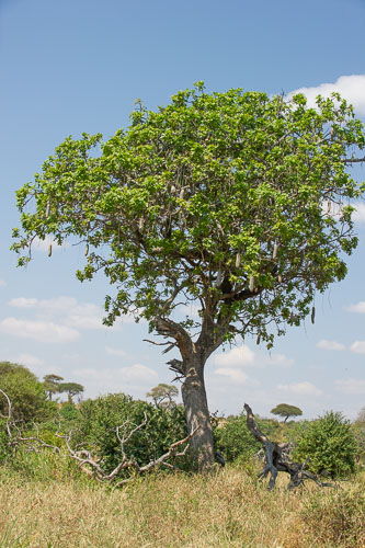 _DSC7768.jpg _DSC7768.jpg