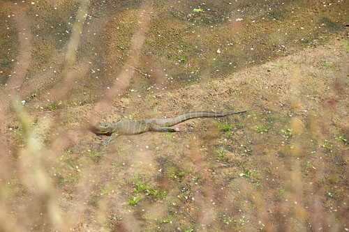 Nilwaran _DSC7771-180802-2425.jpg