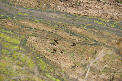 Savanna Baboon (Steppenpavian) _DSC7782.jpg