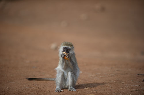 Vervet Monkey (Grünmeerkatze) _DSC7793.jpg