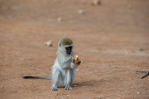 _DSC7794.jpg _DSC7794.jpg