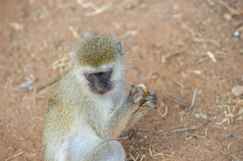 Vervet Monkey (Grünmeerkatze) _DSC7798.jpg