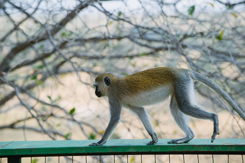 _DSC7799.jpg _DSC7799.jpg