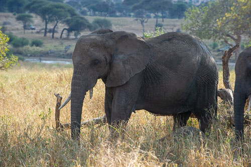 Elefant _DSC7814.jpg
