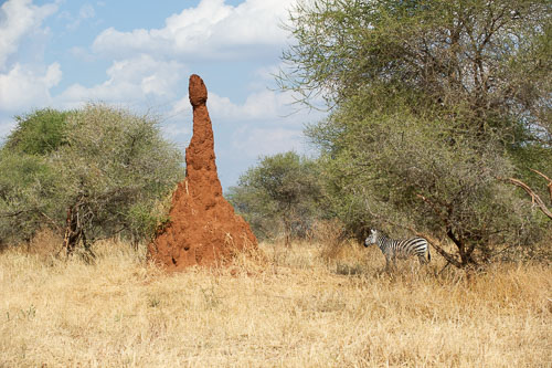 Termites _DSC7817.jpg