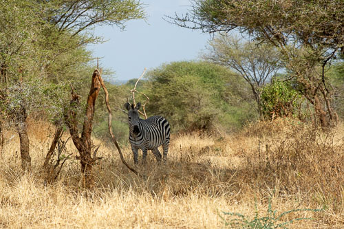 Plains Zebra (Steppenzebra) _DSC7820.jpg