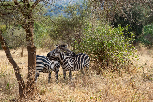 Plains Zebra (Steppenzebra) _DSC7824.jpg