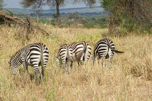 Plains Zebra (Steppenzebra) _DSC7827.jpg