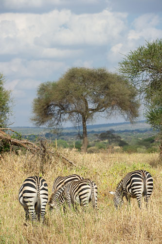 Plains Zebra (Steppenzebra) _DSC7830.jpg