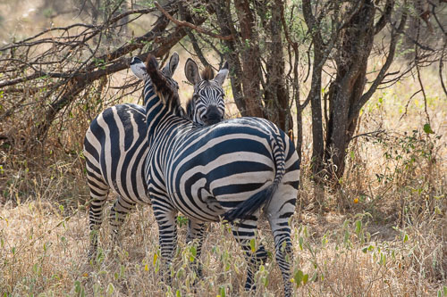 Plains Zebra (Steppenzebra) _DSC7831.jpg