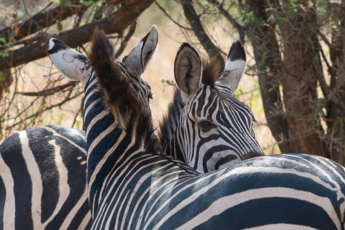 Plains Zebra (Steppenzebra) _DSC7832.jpg
