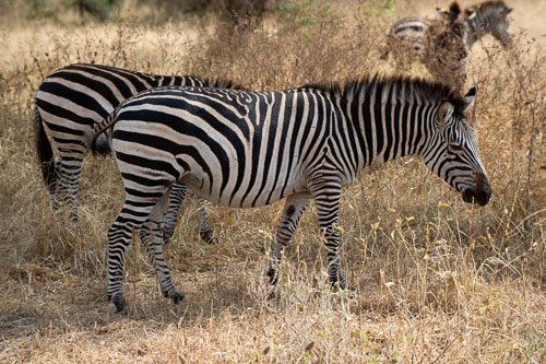 Plains Zebra (Steppenzebra) _DSC7837-180802-2433.jpg