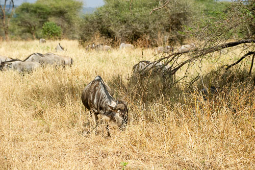 _DSC7841.jpg _DSC7841.jpg