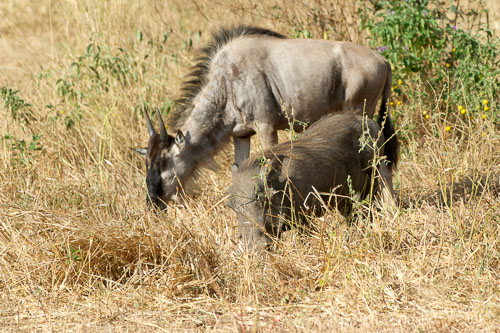 Wildebeest (Streifengnu) _DSC7842-180802-2435.jpg