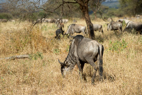 Wildebeest (Streifengnu) _DSC7843-180802-2436.jpg