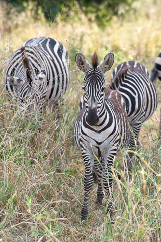 Plains Zebra (Steppenzebra) _DSC7844-180802-2437-180802-2438.jpg