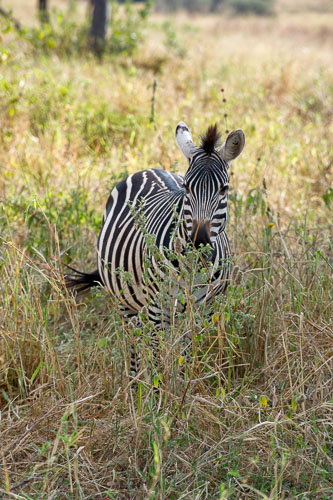 _DSC7846-180802-2439-180802-2440.jpg _DSC7846-180802-2439-180802-2440.jpg