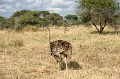 Common Ostrich (female) _DSC7847-180802-2441-180802-2442.jpg