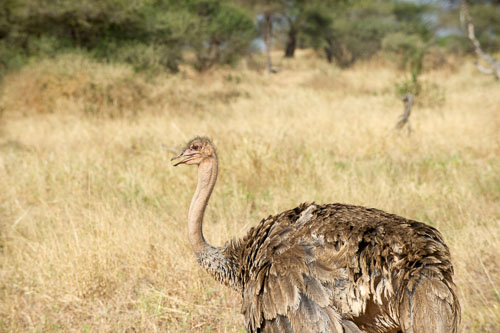 Common Ostrich (female) _DSC7848-180802-2443.jpg