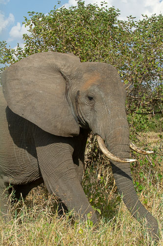 Elefant _DSC7858.jpg