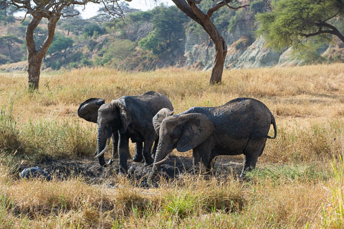 Elefant _DSC7871.jpg