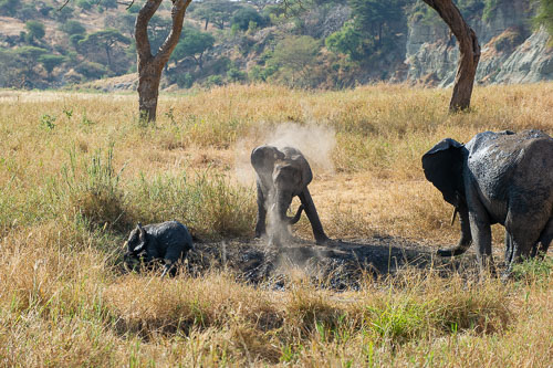 Elefant _DSC7872.jpg