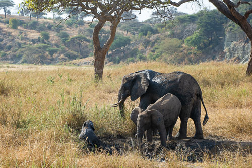 Elefant _DSC7874.jpg