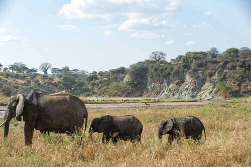 Elefant _DSC7876-180802-2444-180802-2445.jpg