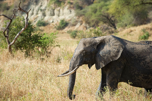 Elefant _DSC7877.jpg