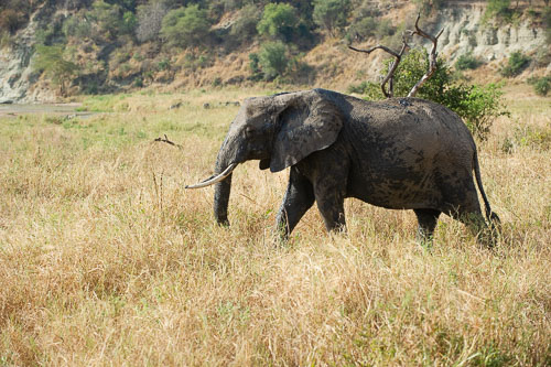 Elefant _DSC7879.jpg
