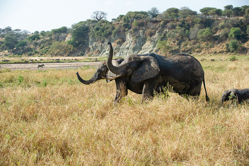 Elefant _DSC7880.jpg