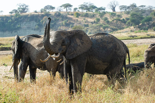 Elefant _DSC7883.jpg