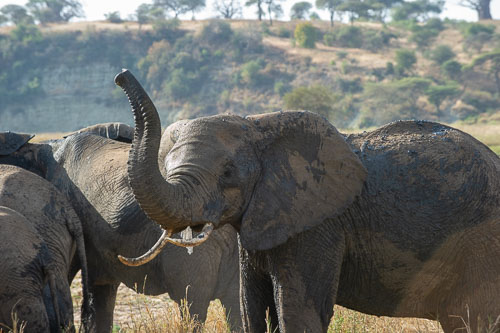 Elefant _DSC7886.jpg