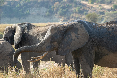 Elefant _DSC7887.jpg