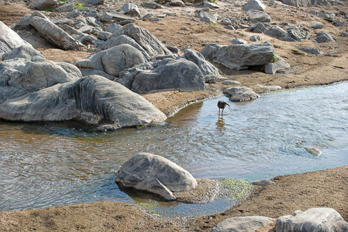 Hadeda Ibis _DSC7895-180802-2446.jpg