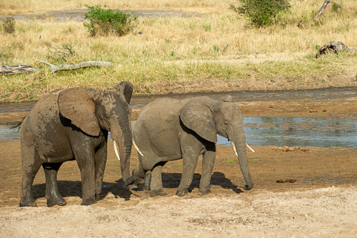 Elefant _DSC7904.jpg