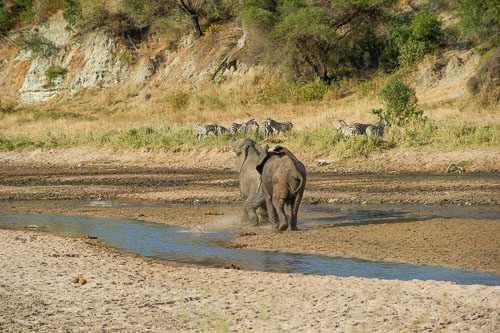 Elefant _DSC7911.jpg