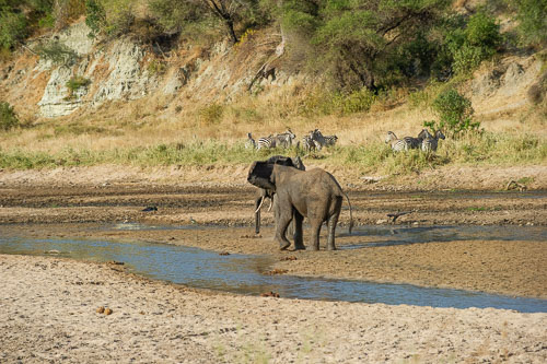 Elefant _DSC7912.jpg