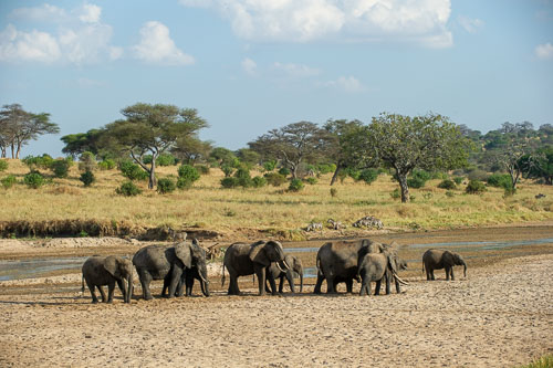 Elefant _DSC7920.jpg