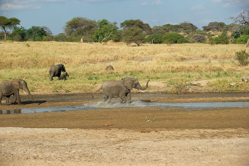 Elefant _DSC7926.jpg