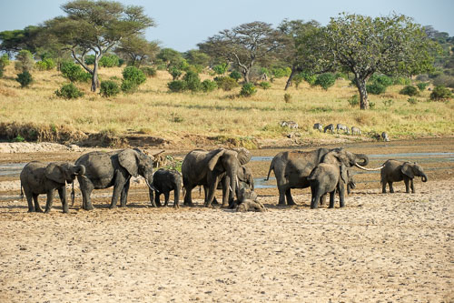 Elefant _DSC7930.jpg