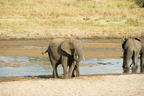 Elefant _DSC7932.jpg
