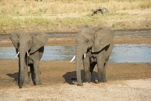 Elefant _DSC7941.jpg