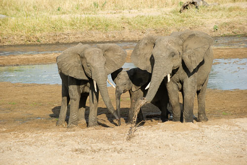 Elefant _DSC7946.jpg