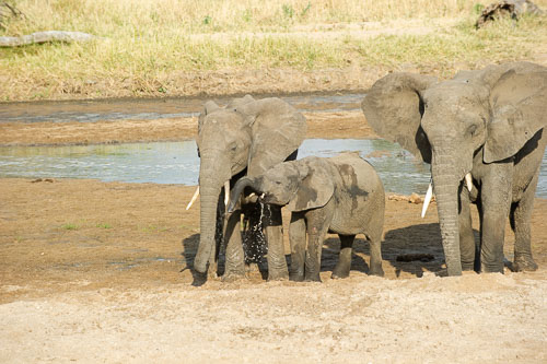 Elefant _DSC7947.jpg